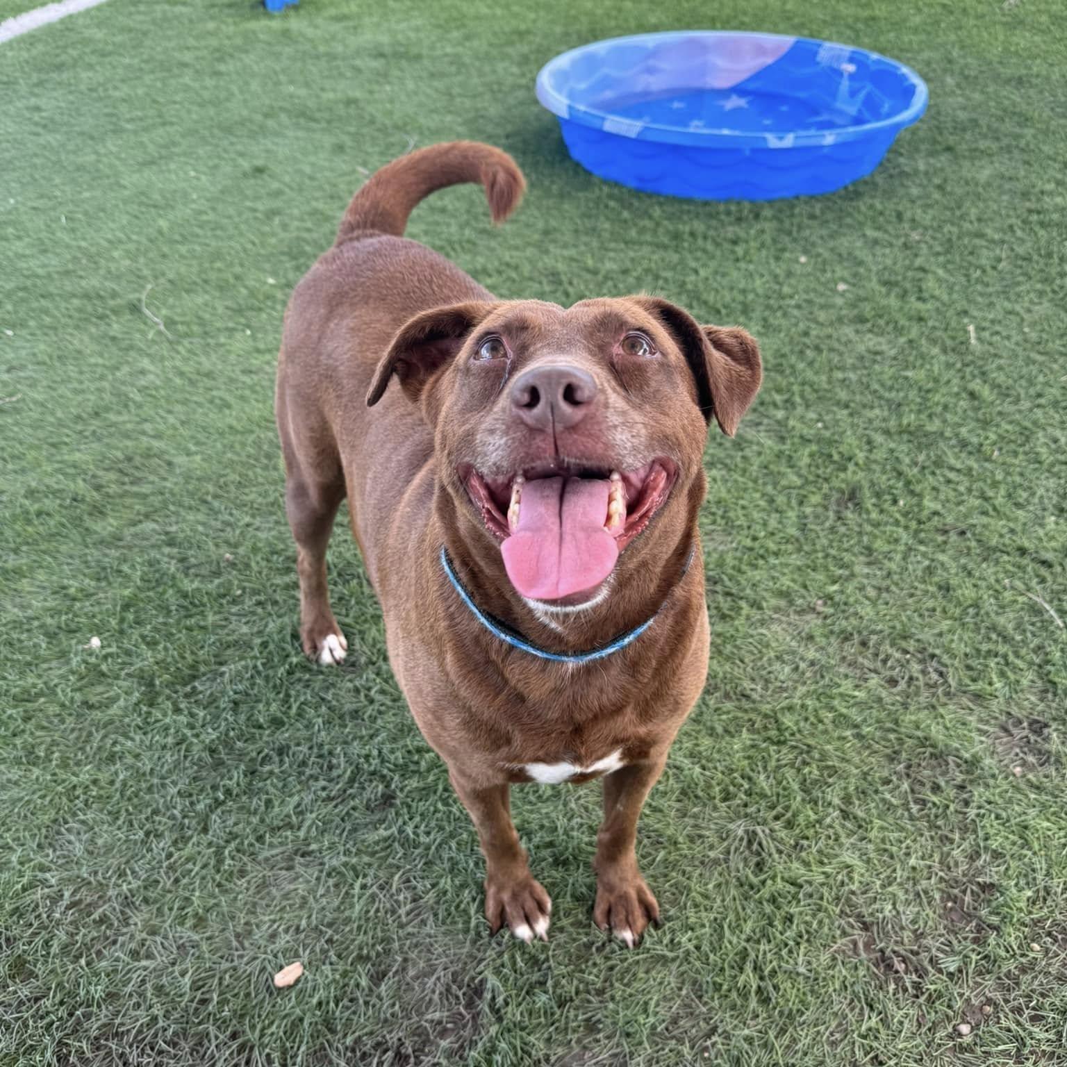 Hazel