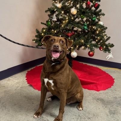 Enlarge Hazel, a Adoptable mixed breed in Williston, VT image 1/5