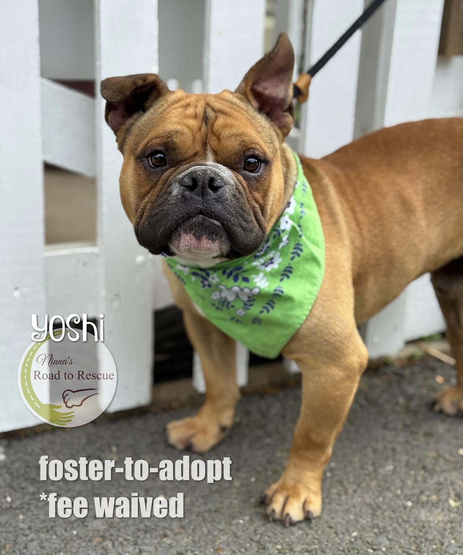 Yoshi, Adoptable, Adult Male French Bulldog & American Bulldog.