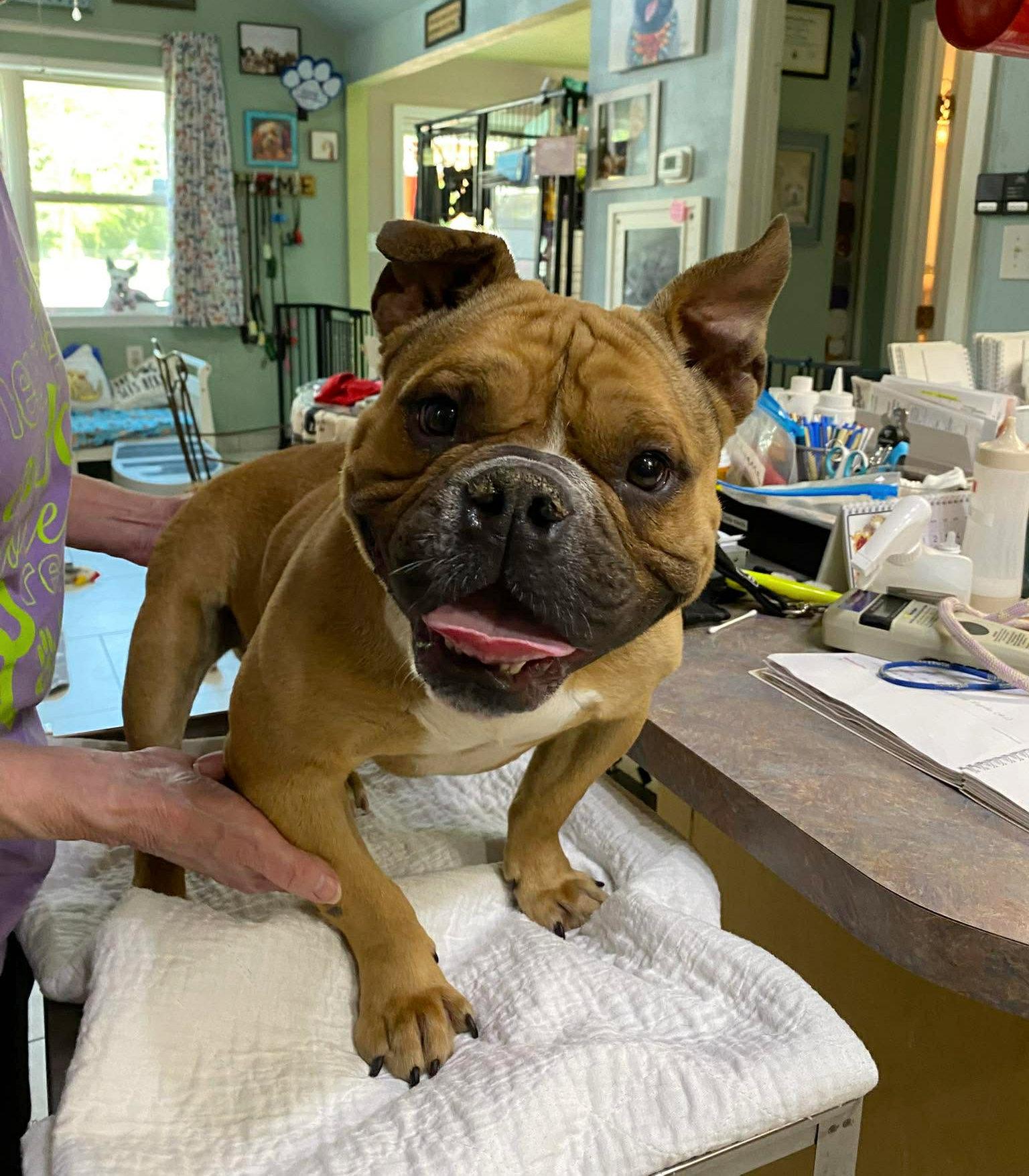 Yoshi (NOT YET AVAILABLE), Adoptable, Adult Male French Bulldog & American Bulldog.