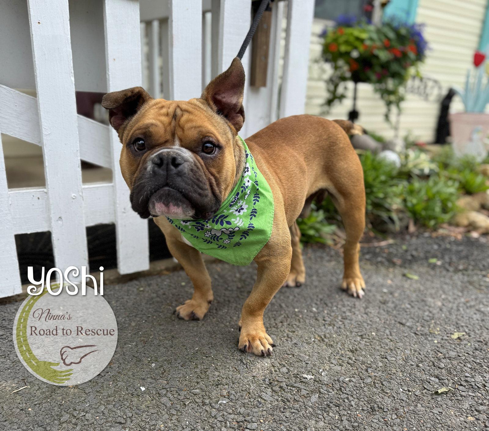 Enlarge Yoshi, a Adoptable mixed breed in Benton, LA image 2/3