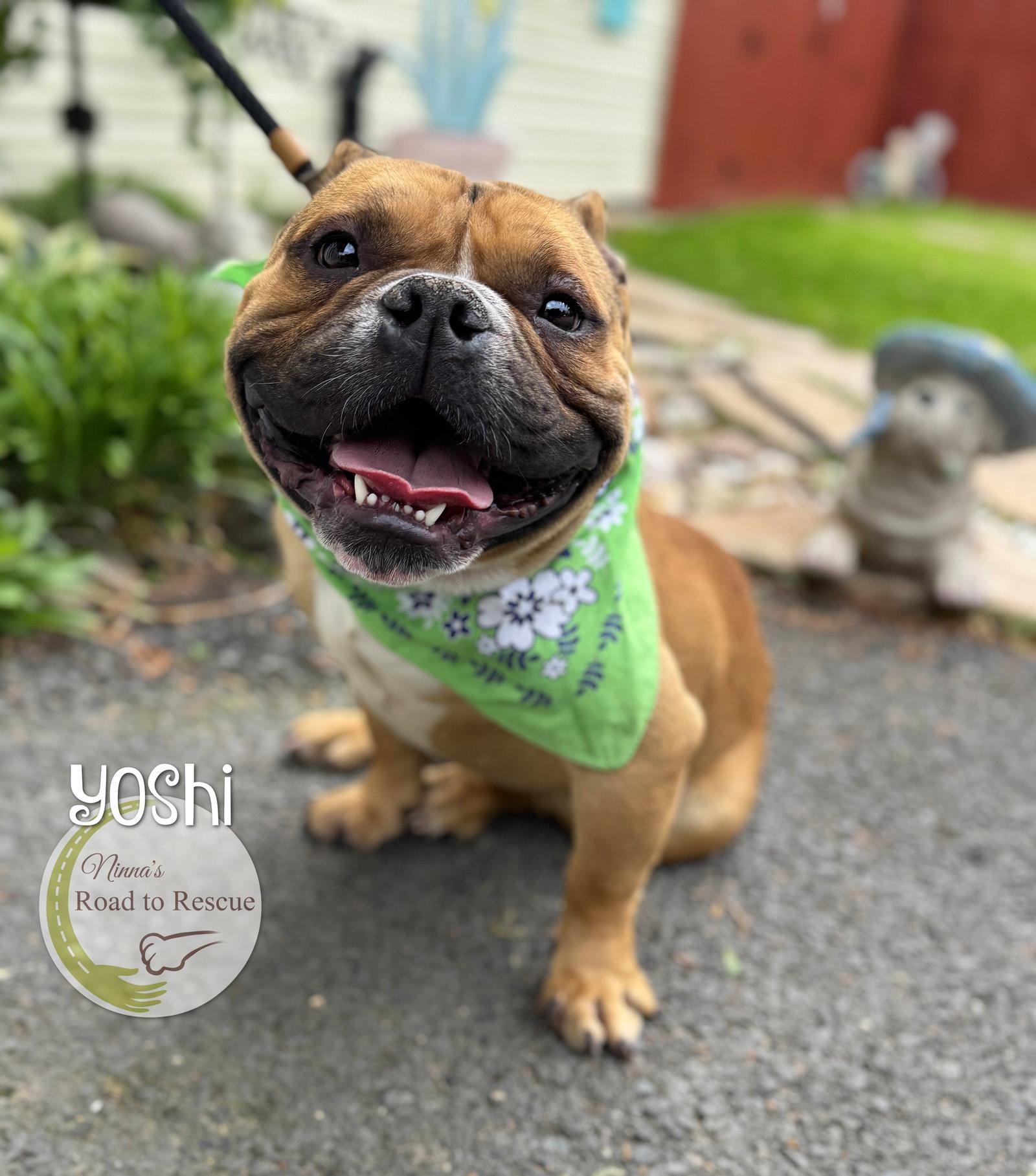 Enlarge Yoshi, a Adoptable mixed breed in Benton, LA image 3/3