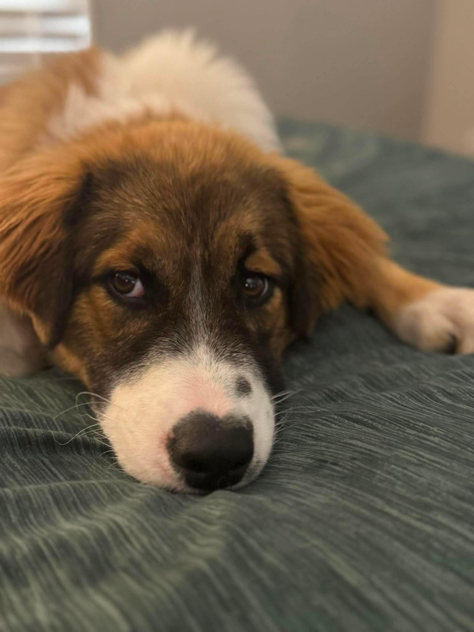 WILSON 425, a ADOPTABLE mixed breed in Milwaukee, WI image 3/3