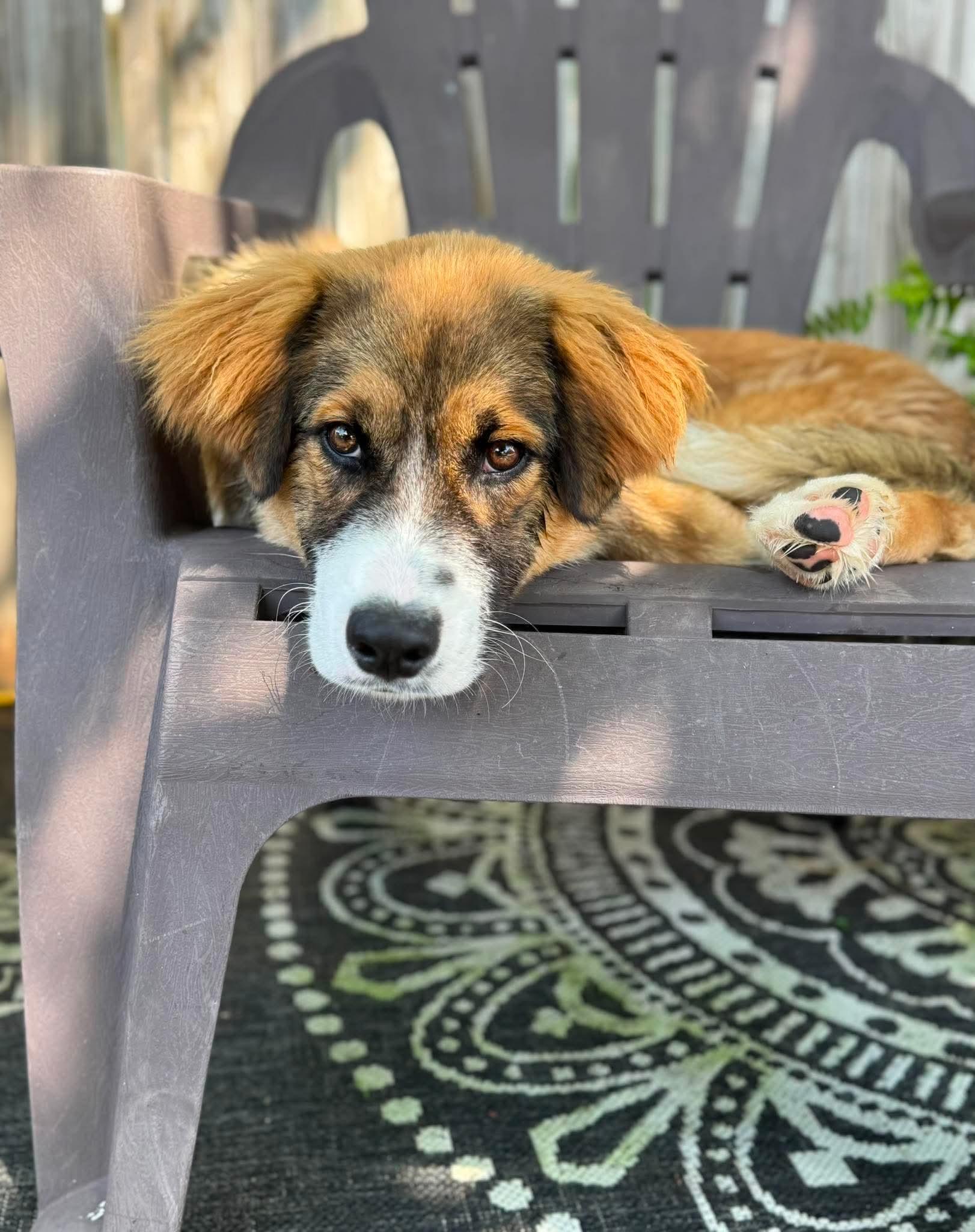 WILSON 425, ADOPTABLE, Young Male Shepherd.