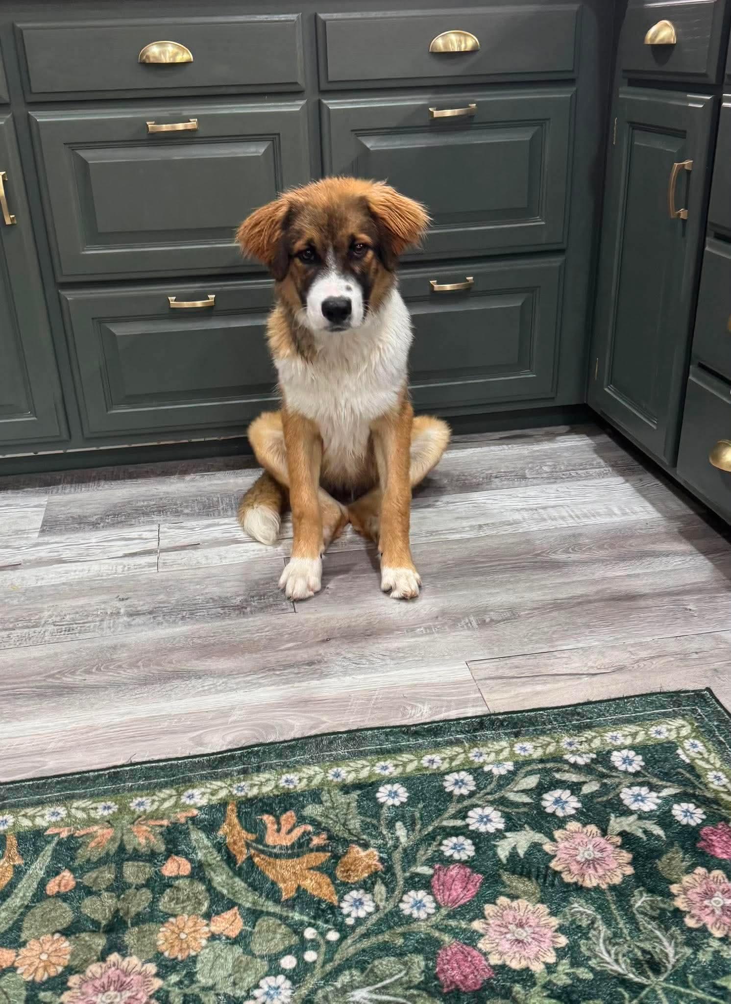 WILSON 425, a ADOPTABLE mixed breed in Milwaukee, WI image 2/3