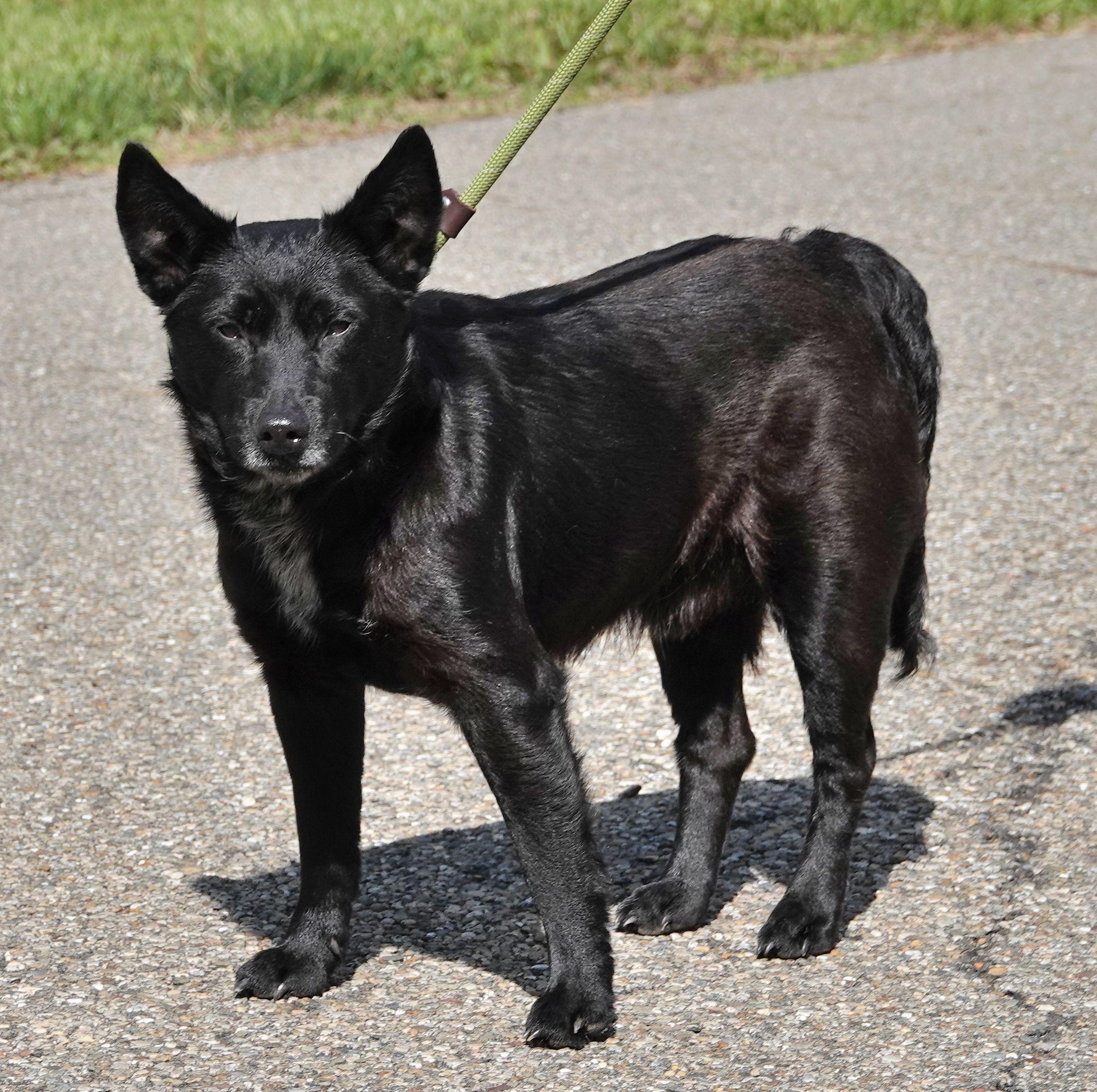 John Wayne - CLAIMED BY OWNER, an adopted mixed breed in Millfield, OH image 2/3