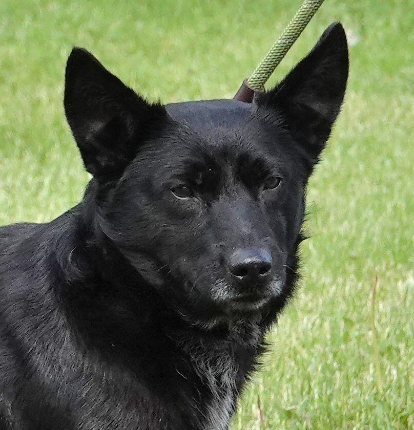 John Wayne - CLAIMED BY OWNER, an adopted mixed breed in Millfield, OH image 1/3