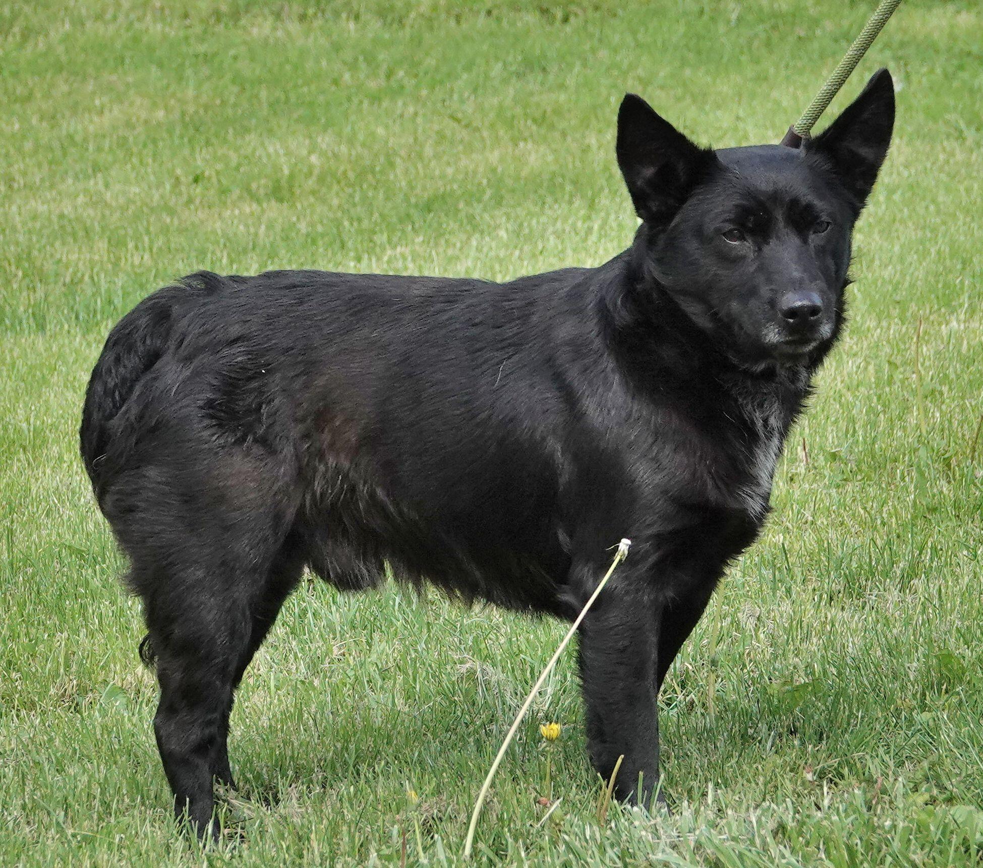 John Wayne - CLAIMED BY OWNER, an adopted mixed breed in Millfield, OH image 3/3