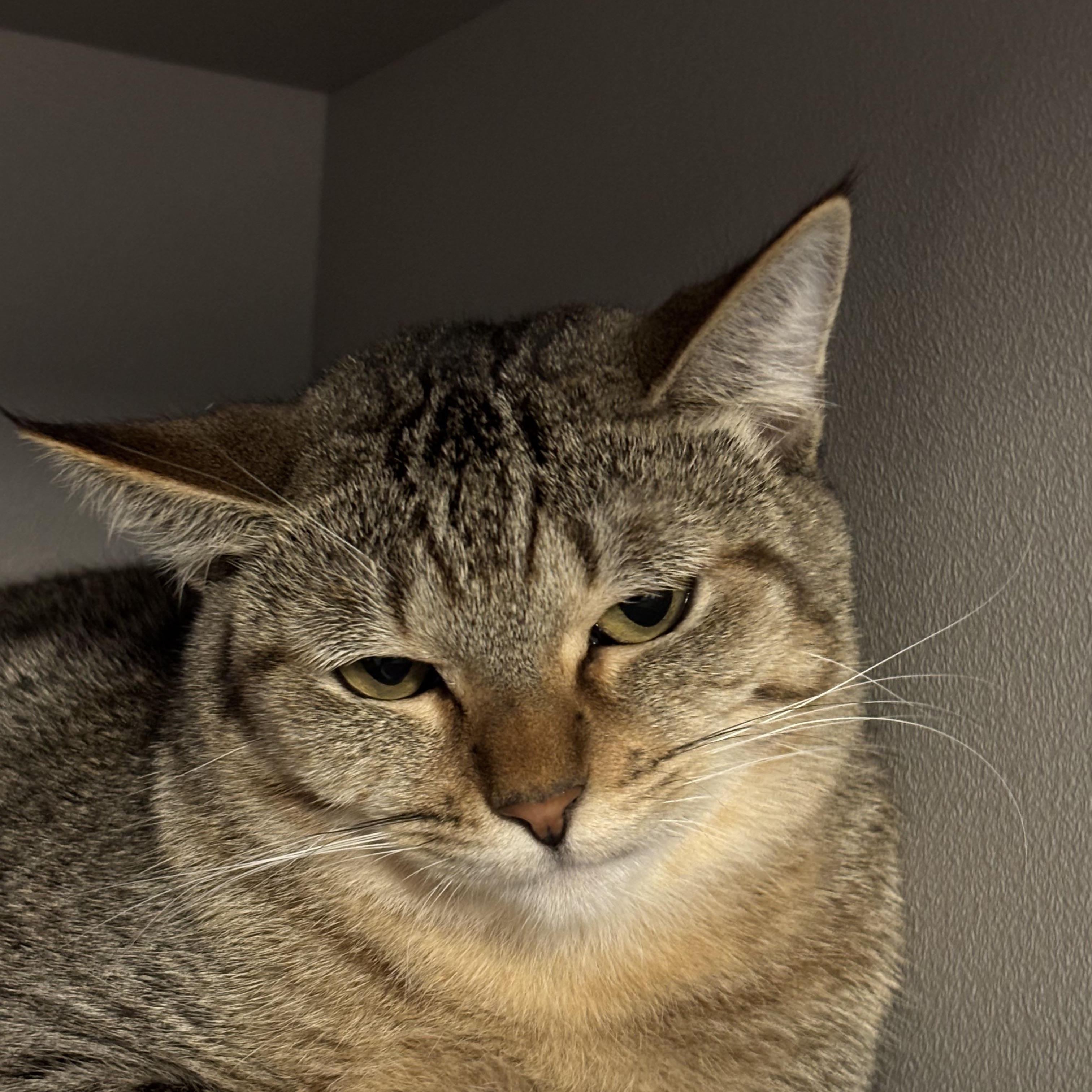 Abigail, Adoptable, Young Female Domestic Short Hair.