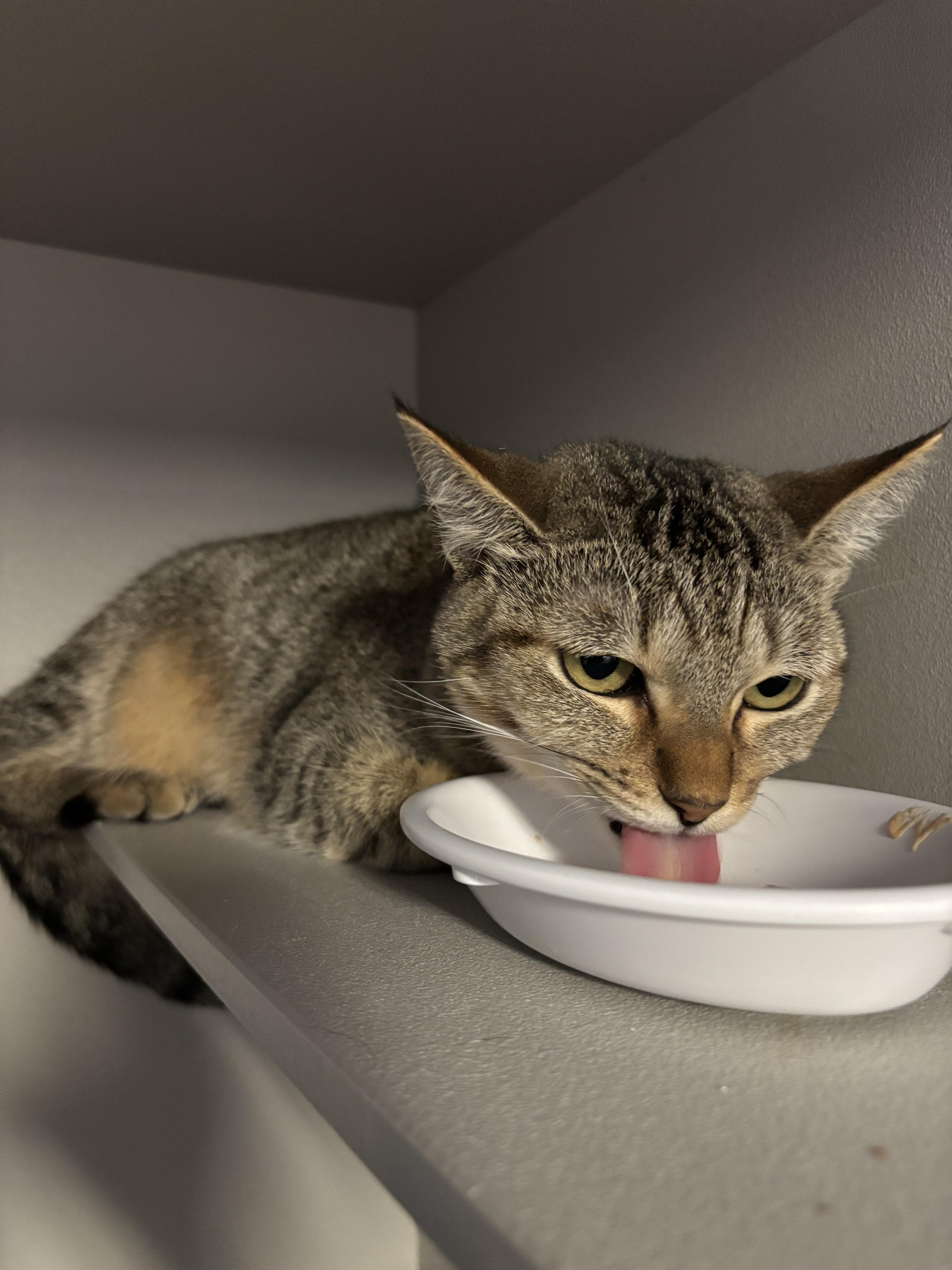 Abigail, a Adoptable Domestic Short Hair in Phoenix, AZ image 2/4