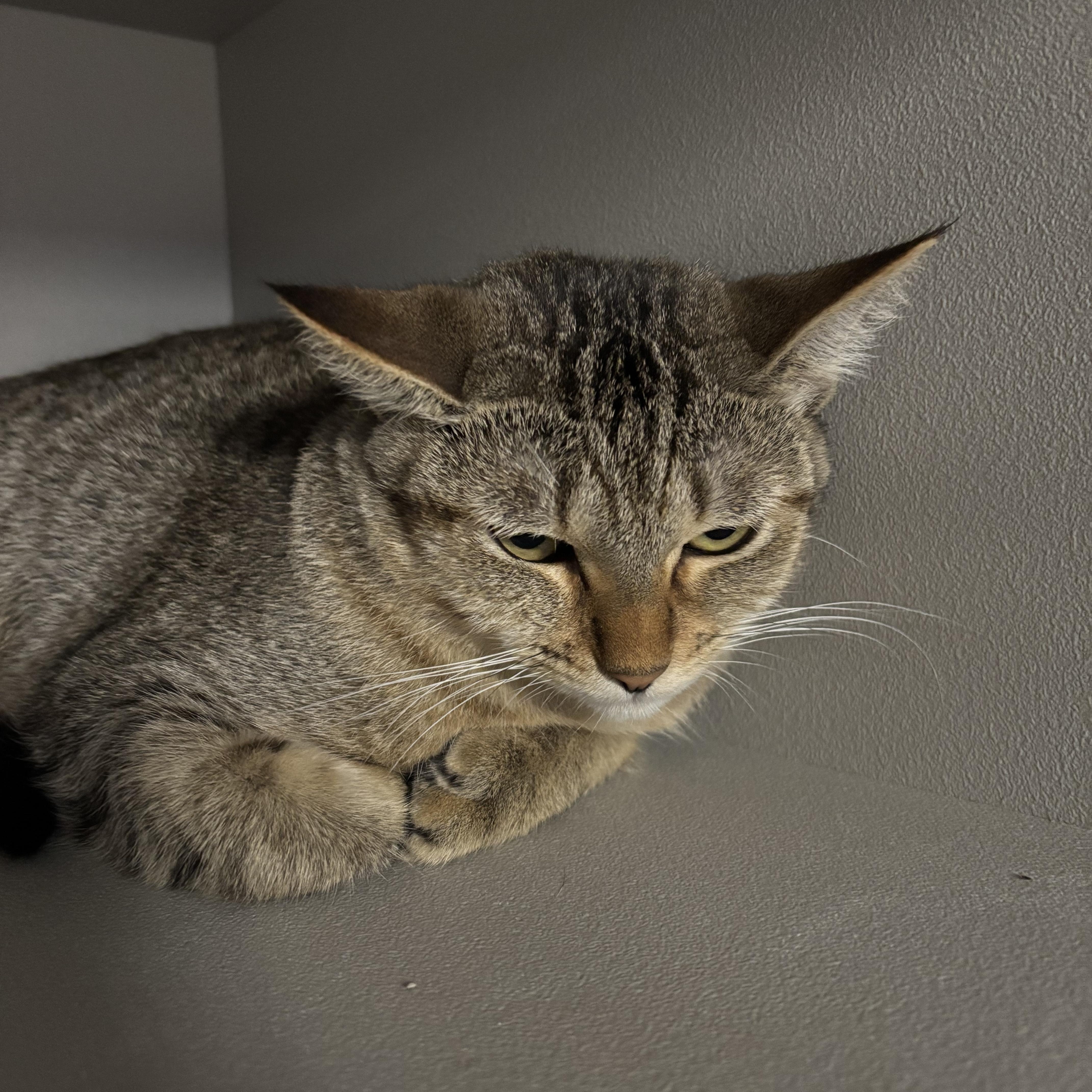 Abigail, a Adoptable Domestic Short Hair in Phoenix, AZ image 3/4