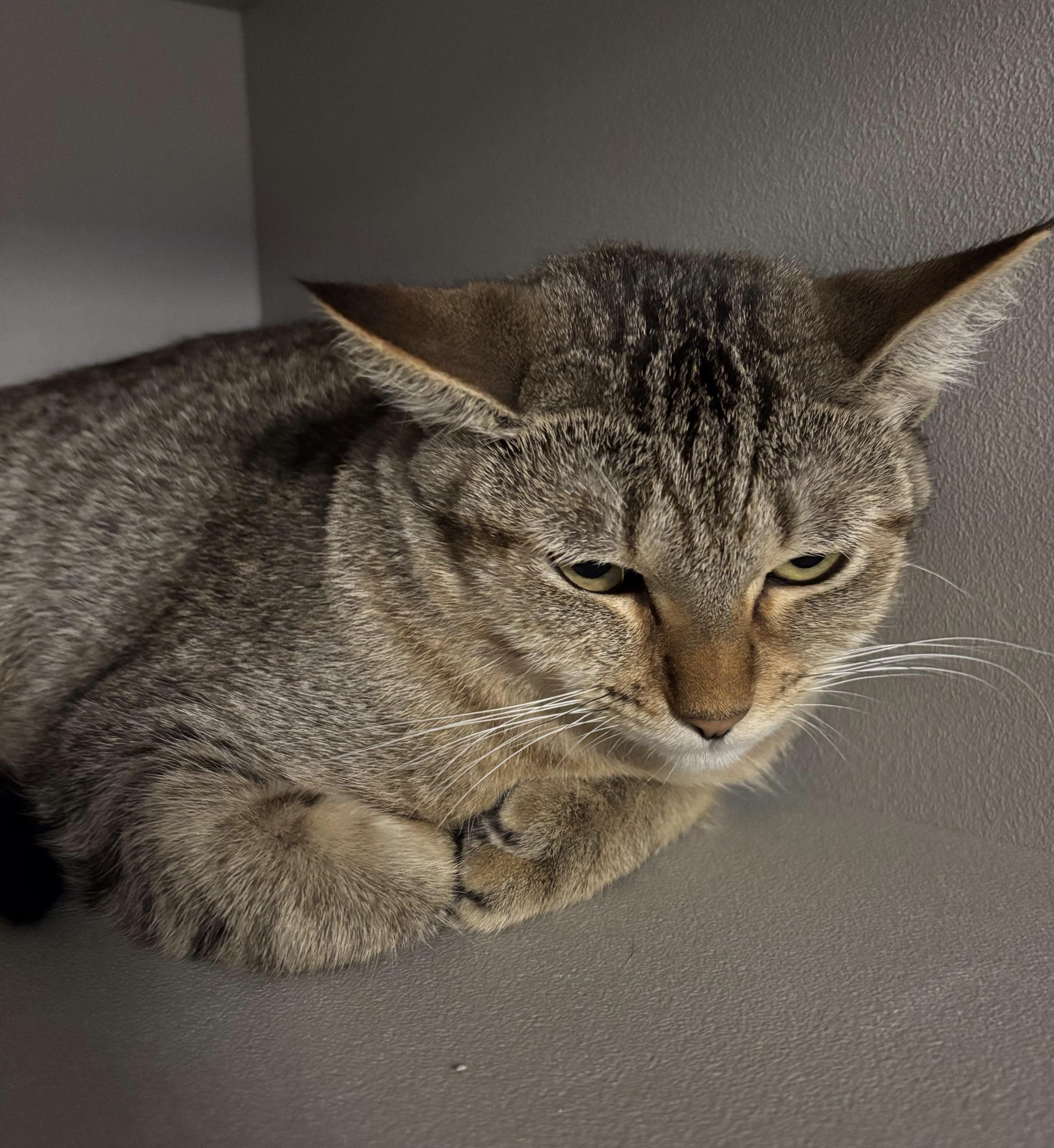 Abigail, a Adoptable Domestic Short Hair in Phoenix, AZ image 4/4