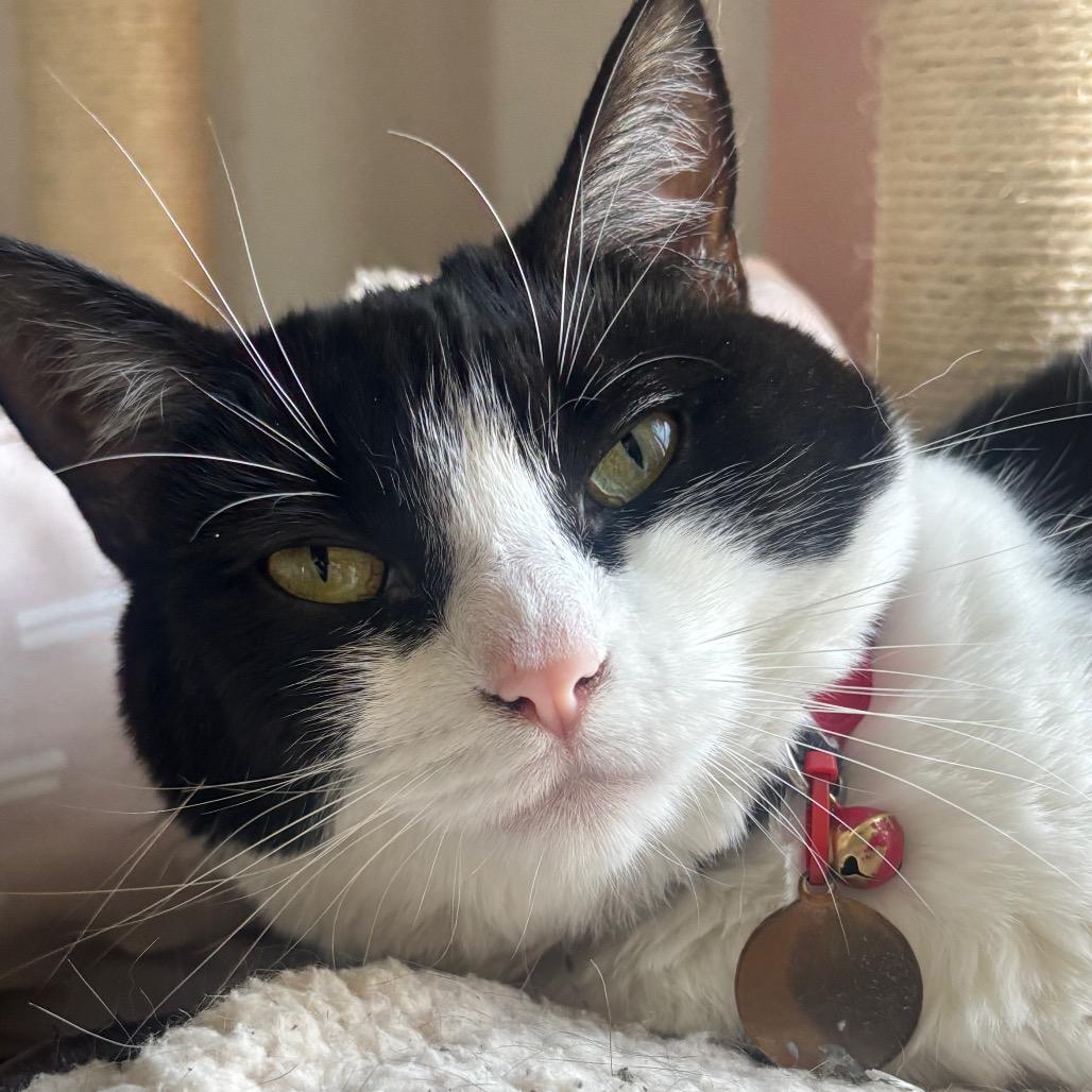 Toph 93C24, a Adoptable mixed breed in Napoleon, OH image 1/6