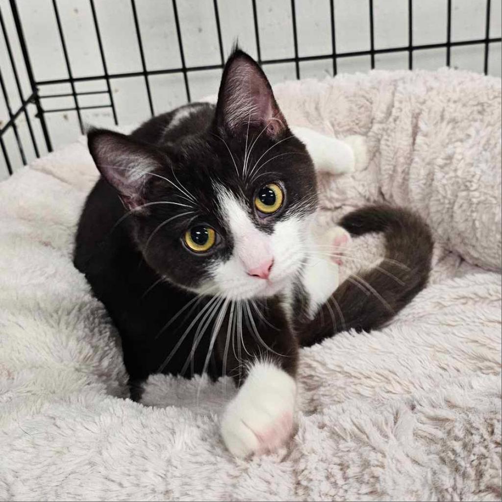 Enlarge Toph 93C24, a Adoptable mixed breed in Napoleon, OH image 1/6