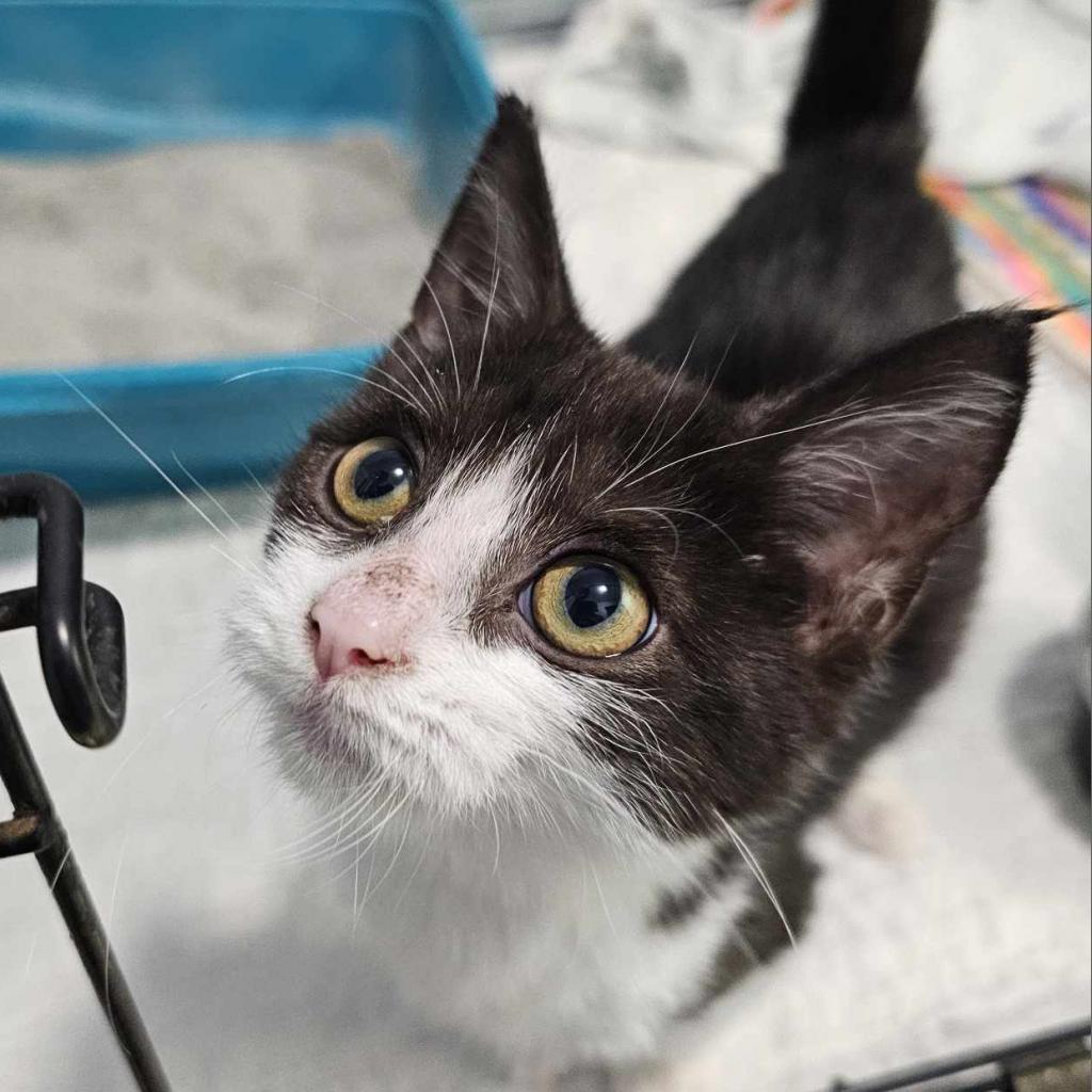 Enlarge Toph 93C24, a Adoptable mixed breed in Napoleon, OH image 2/6