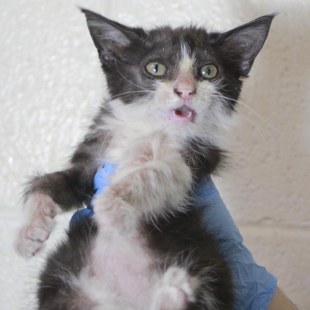 Enlarge Toph 93C24, a Adoptable mixed breed in Napoleon, OH image 3/6