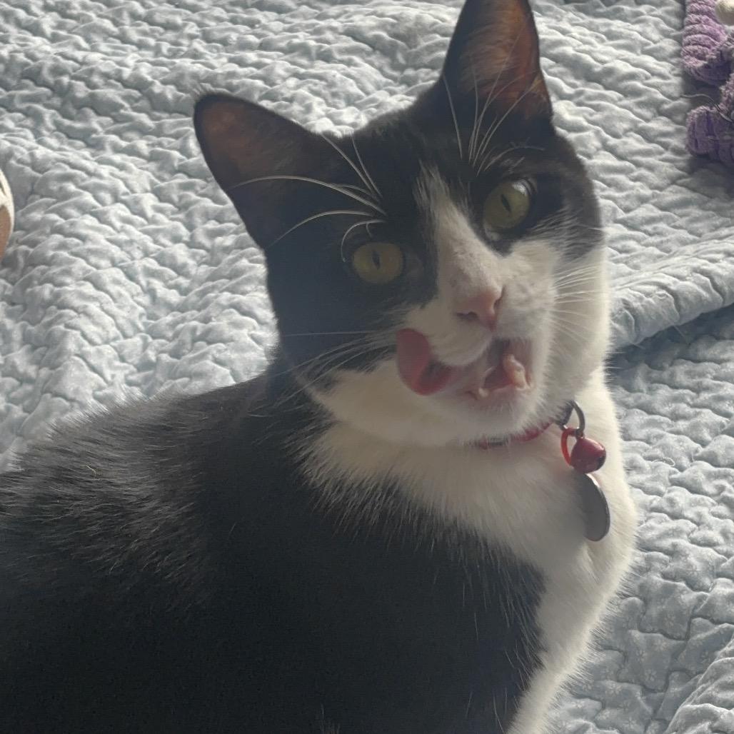 Enlarge Toph 93C24, a Adoptable mixed breed in Napoleon, OH image 4/6