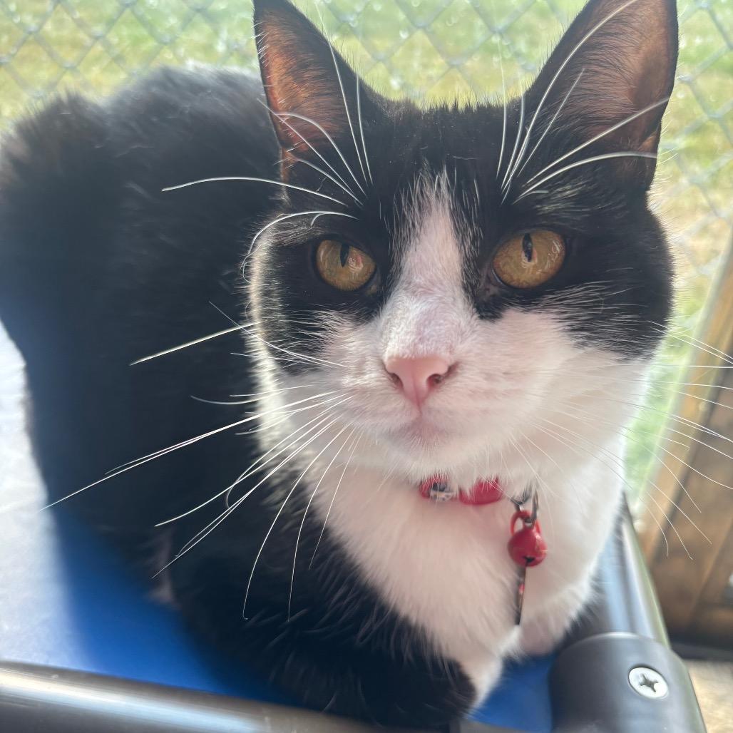 Enlarge Toph 93C24, a Adoptable mixed breed in Napoleon, OH image 5/6