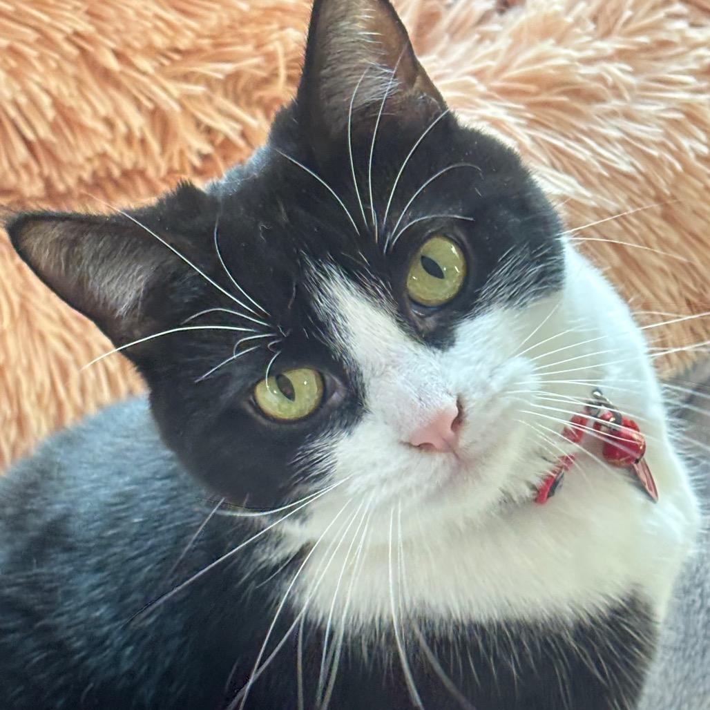 Enlarge Toph 93C24, a Adoptable mixed breed in Napoleon, OH image 5/6