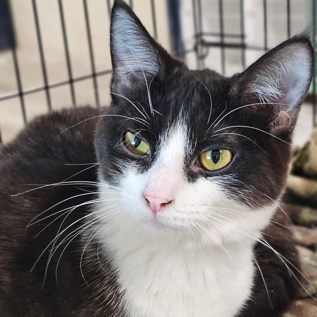 Enlarge Toph 93C24, a Adoptable mixed breed in Napoleon, OH image 6/6