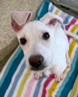 Candace, Adoptable, Puppy Female Labrador Retriever & Mixed Breed.