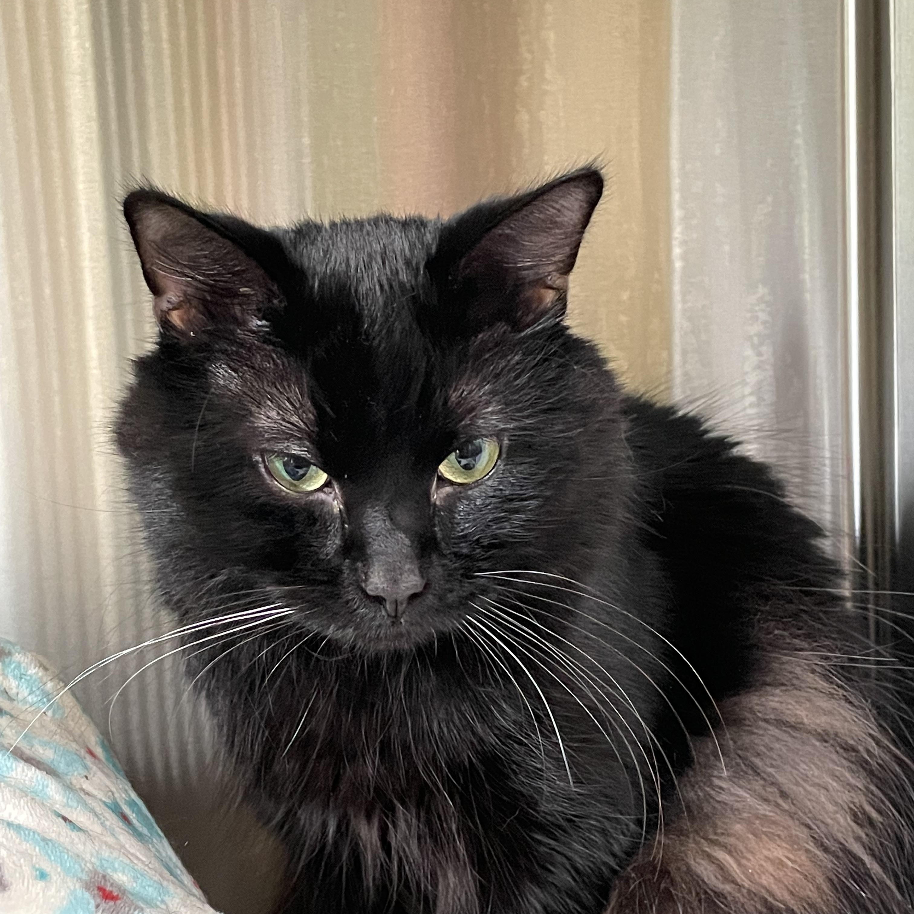 Enlarge Sabbith, an adopted Domestic Medium Hair in North Kingstown, RI image 5/6
