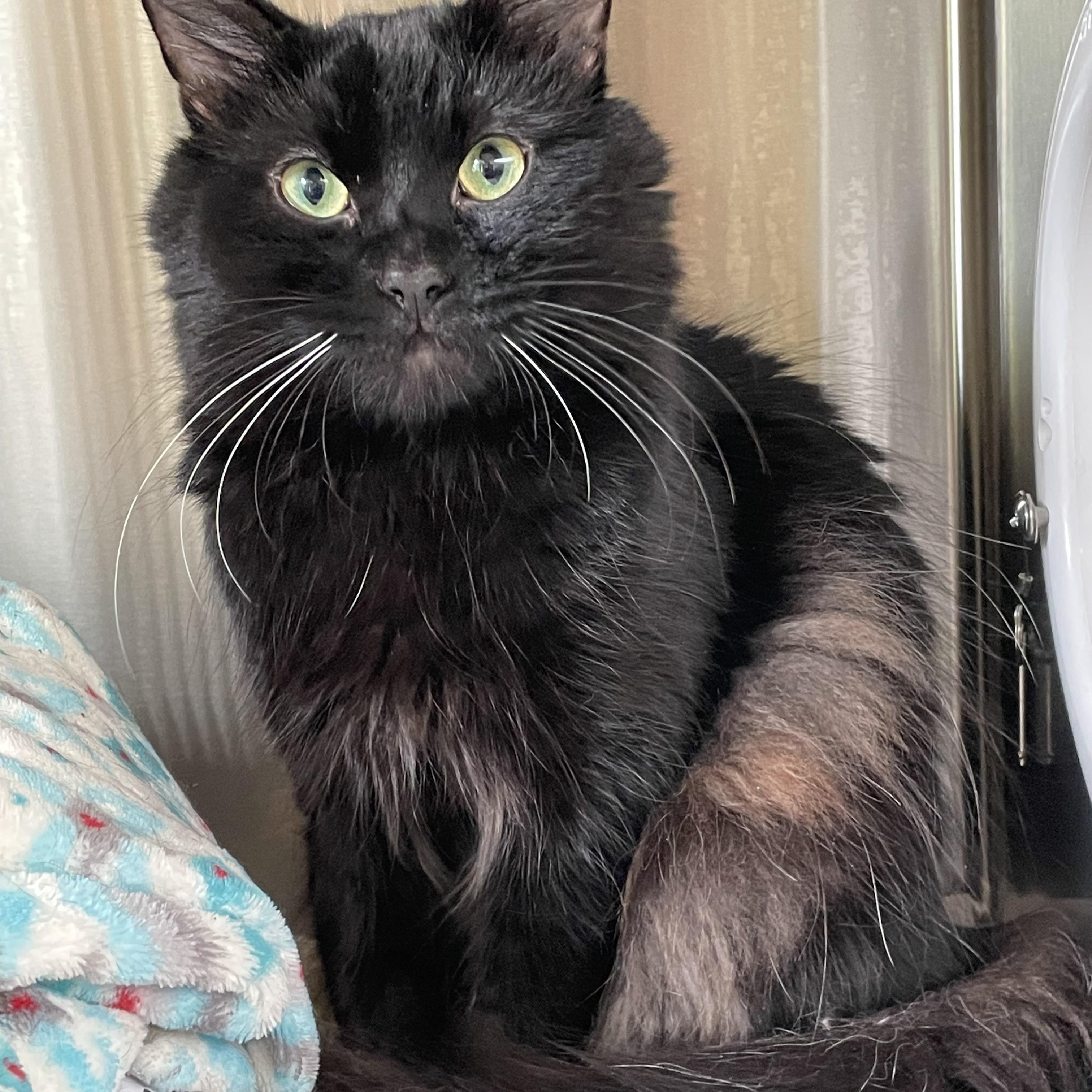 Sabbith, adopted, Young Male Domestic Medium Hair.