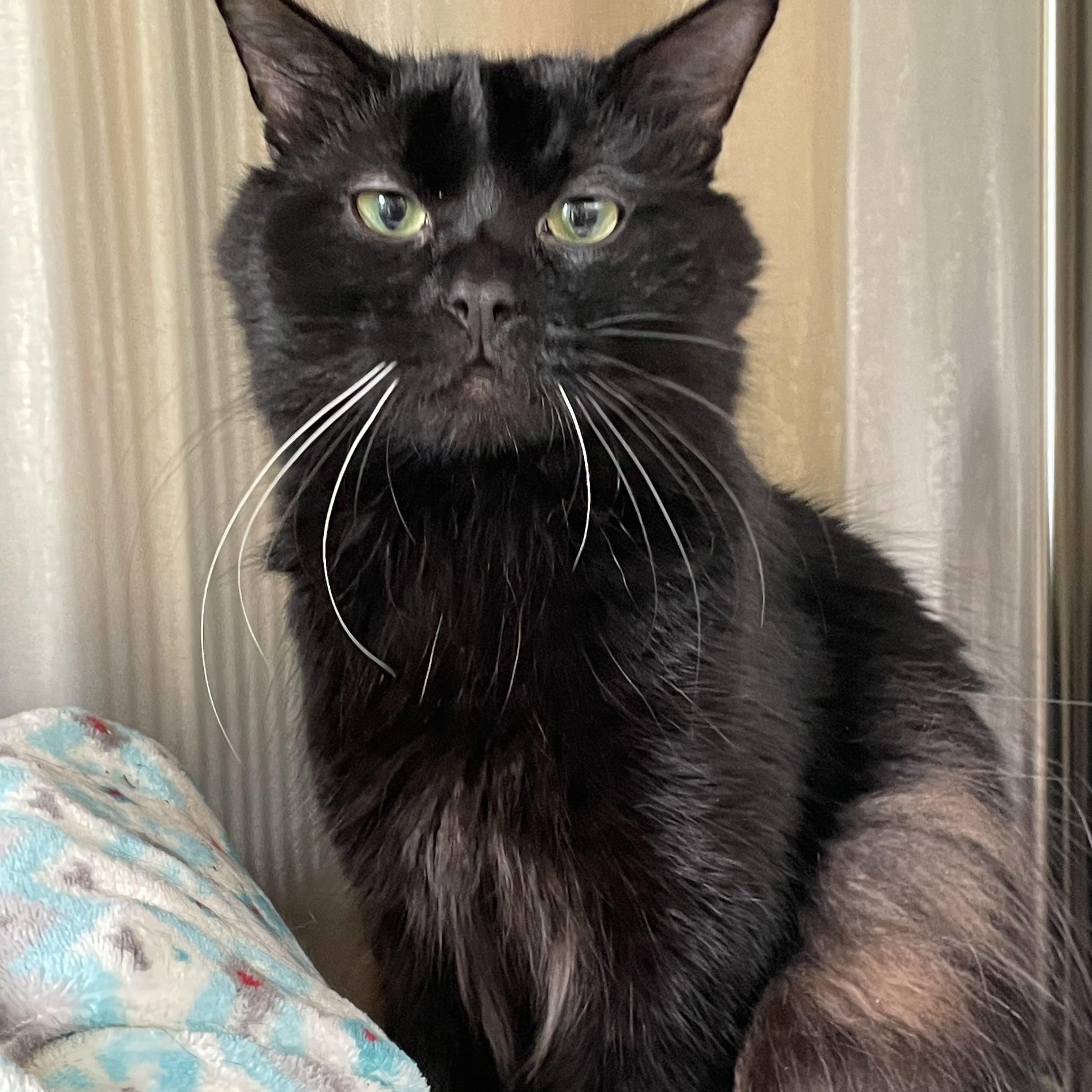 Enlarge Sabbith, an adopted Domestic Medium Hair in North Kingstown, RI image 3/6
