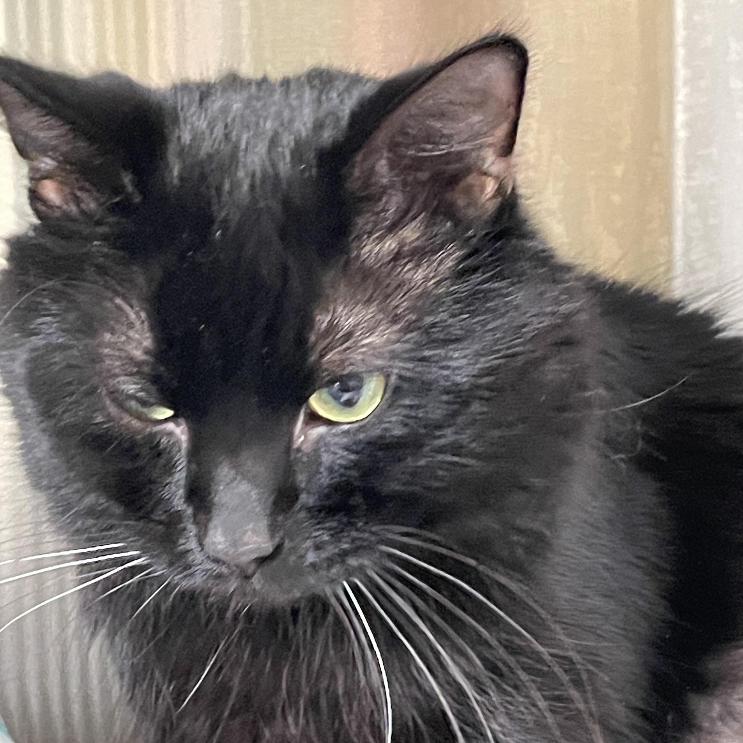 Enlarge Sabbith, an adopted Domestic Medium Hair in North Kingstown, RI image 4/6