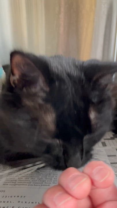 Enlarge Sabbith, an adopted Domestic Medium Hair in North Kingstown, RI video 6/6