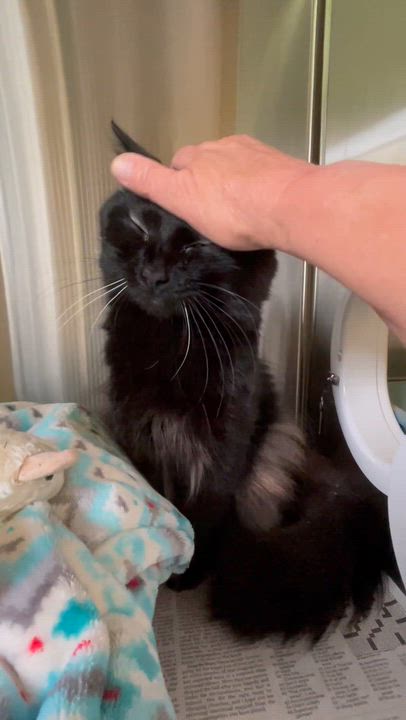 Enlarge Sabbith, an adopted Domestic Medium Hair in North Kingstown, RI video 2/6