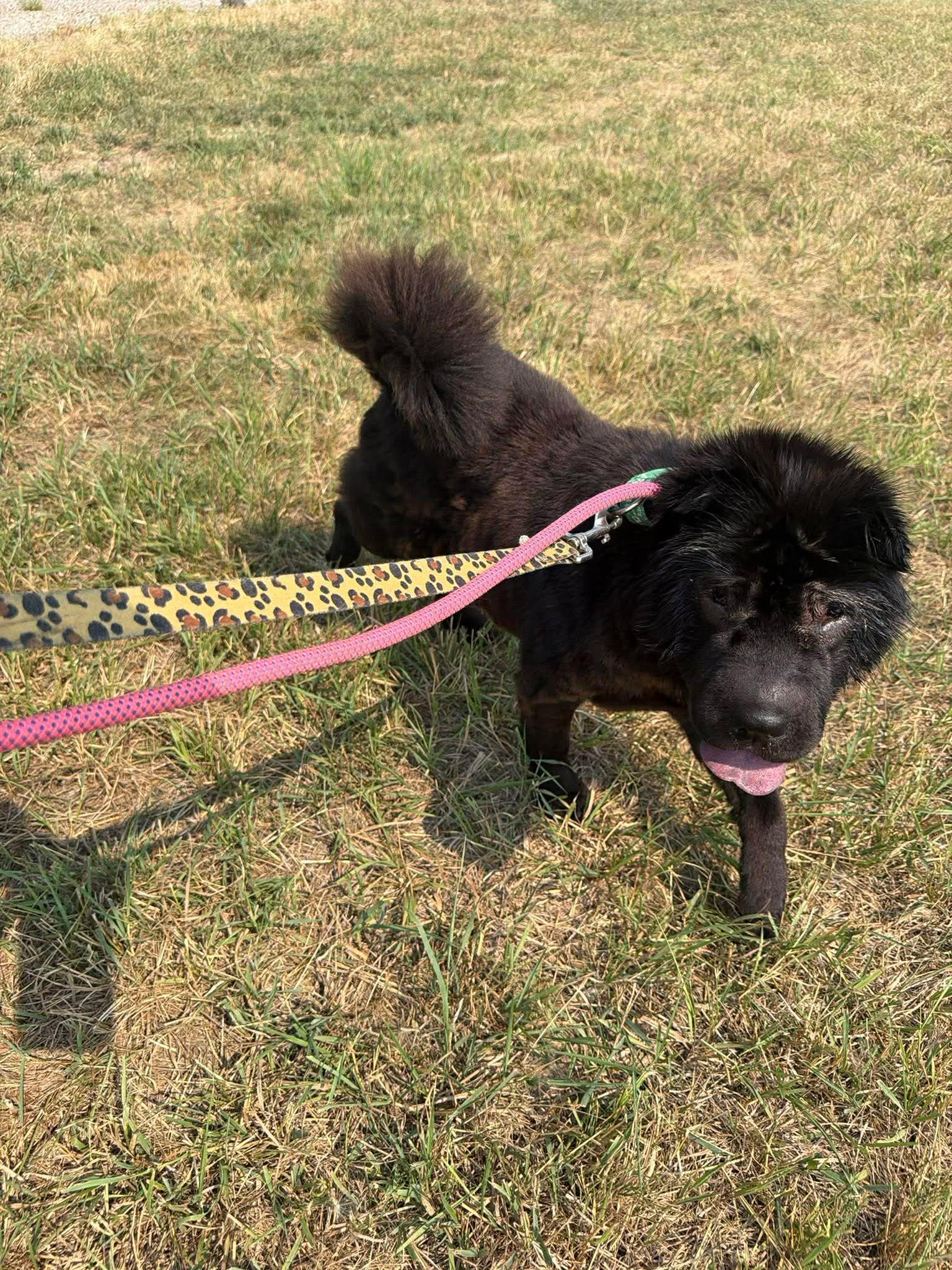 Raigen, ADOPTABLE, Adult Female Shar-Pei.