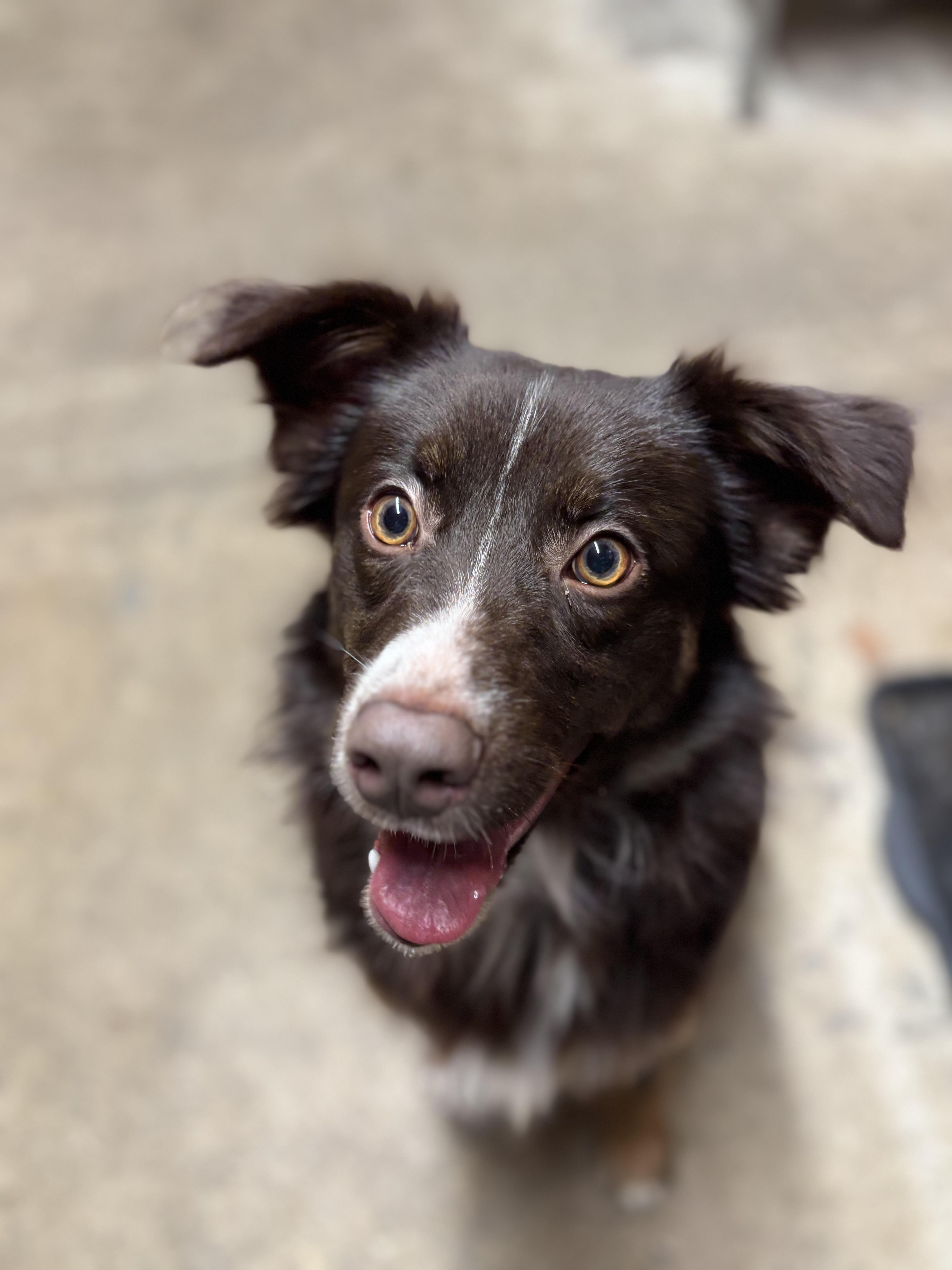 Stetson, Adopted, Young Male Australian Shepherd.
