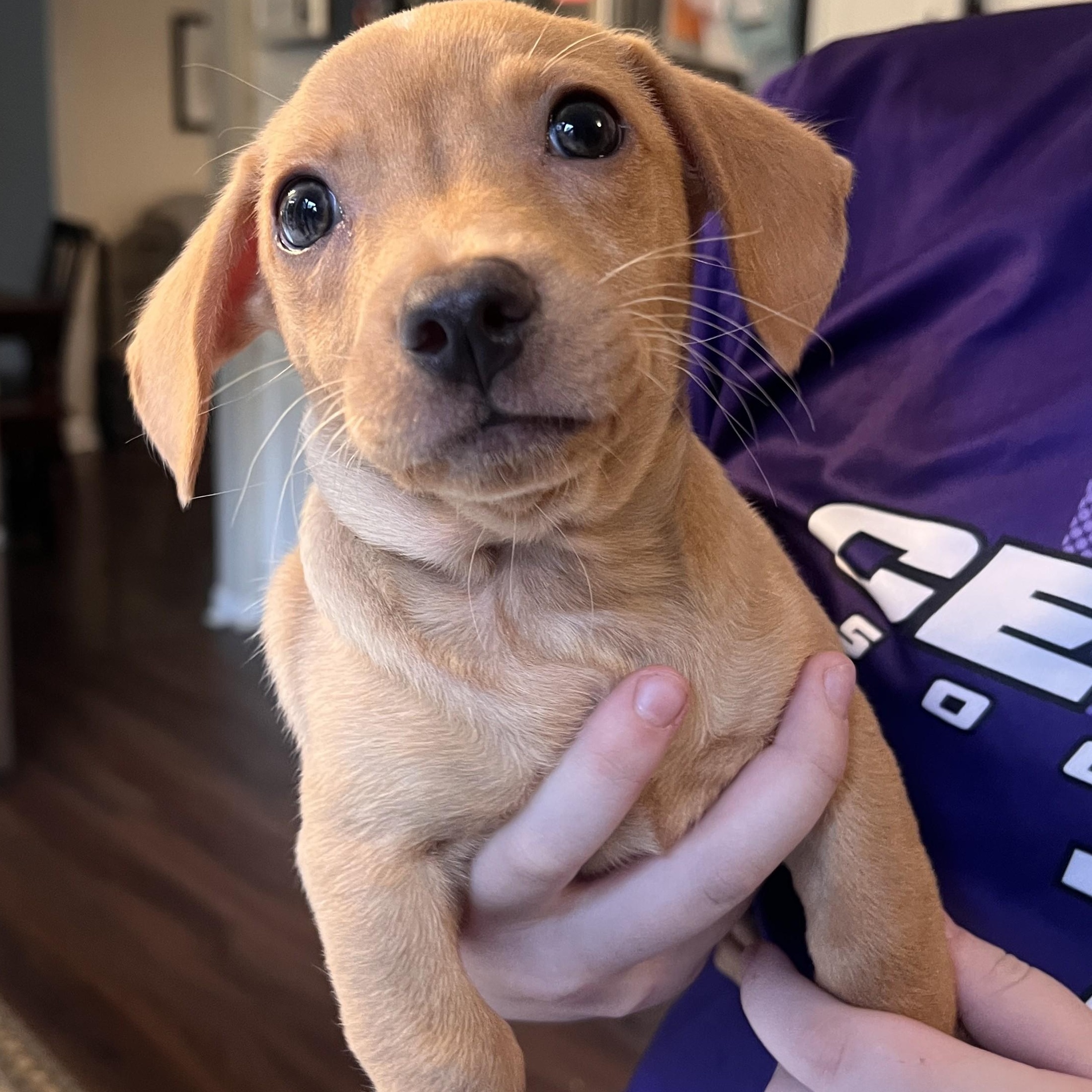 Simon, an adopted mixed breed in Palatine, IL image 4/5