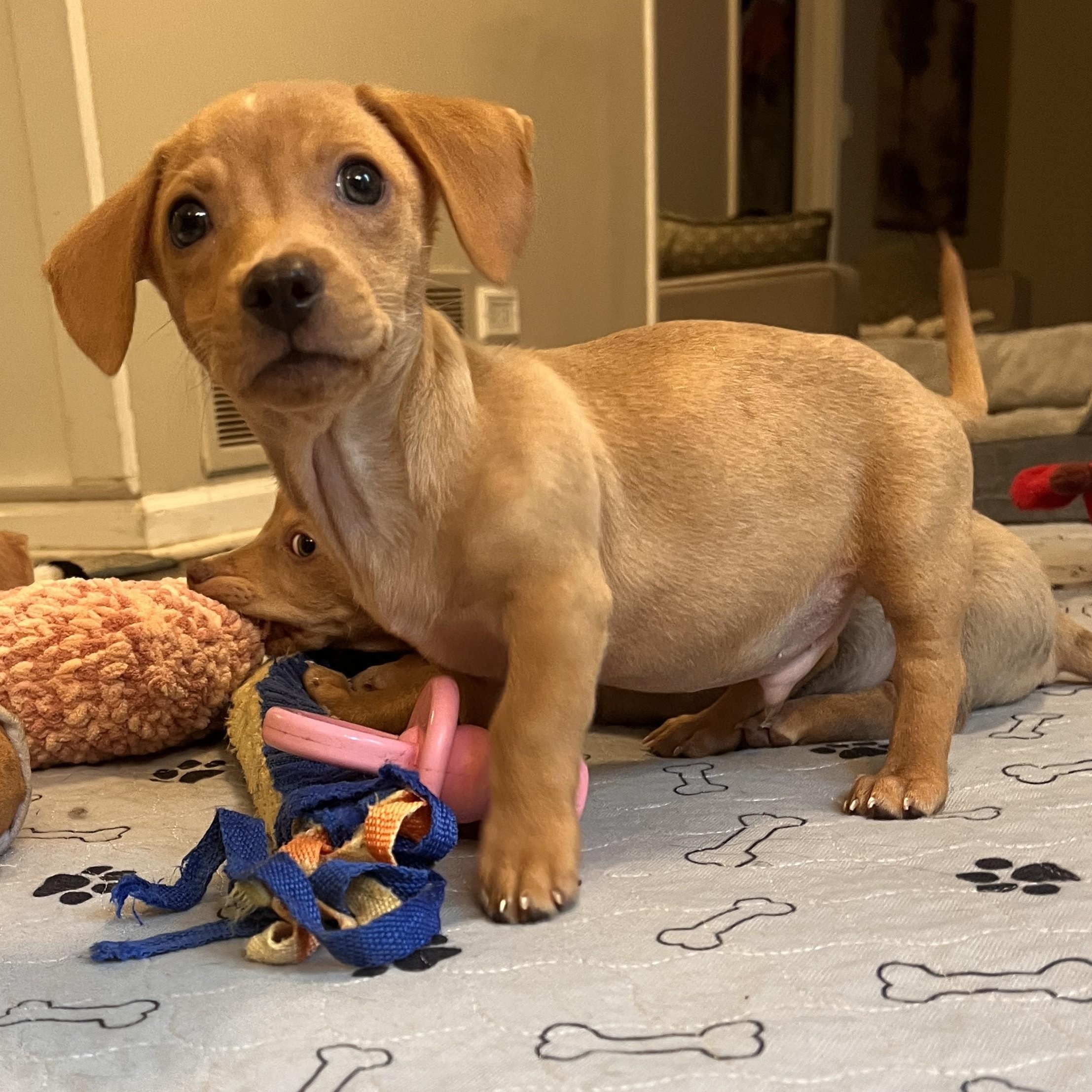 Simon, an adopted mixed breed in Palatine, IL image 2/5