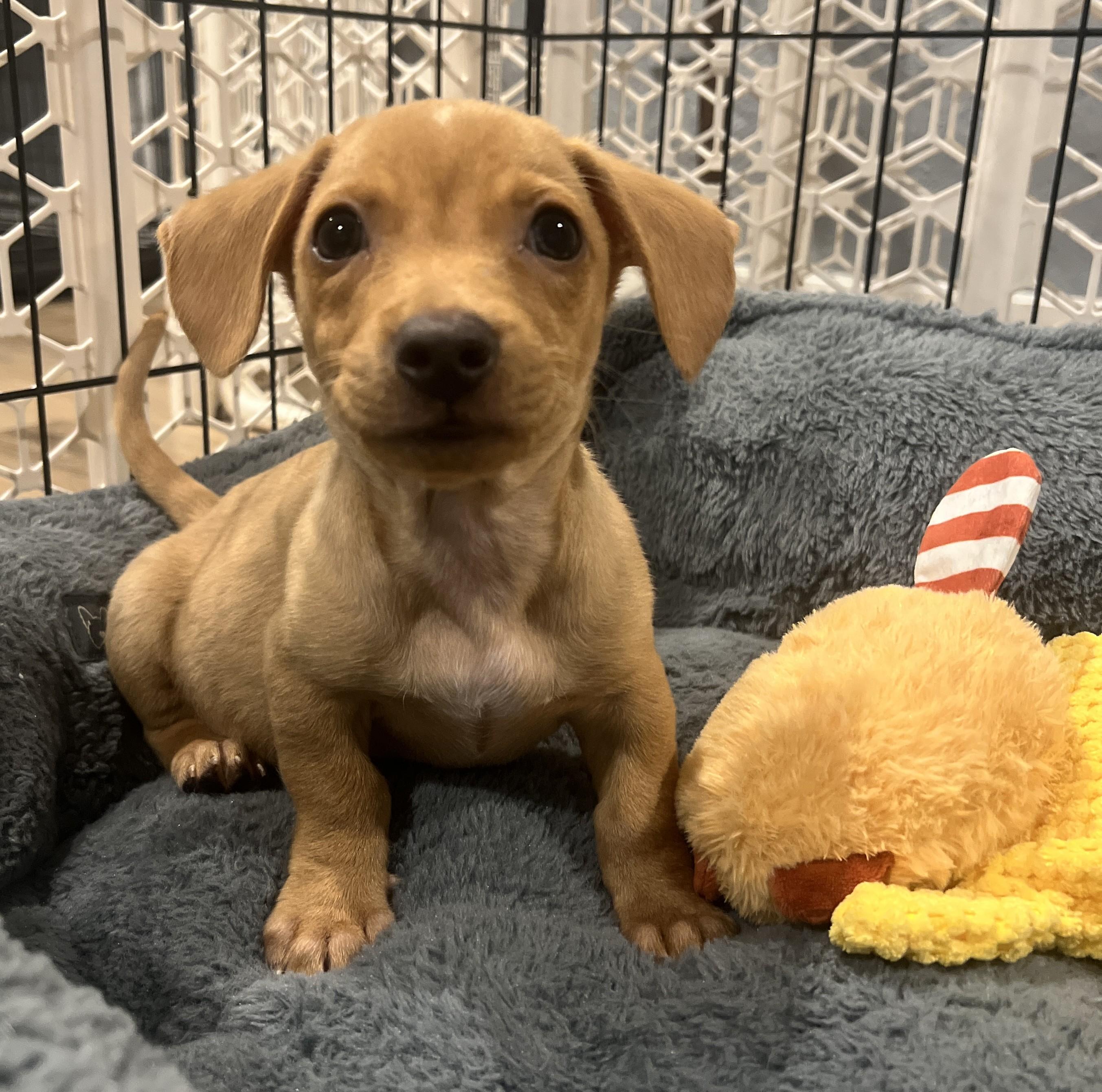 Simon, an adopted mixed breed in Palatine, IL image 3/5