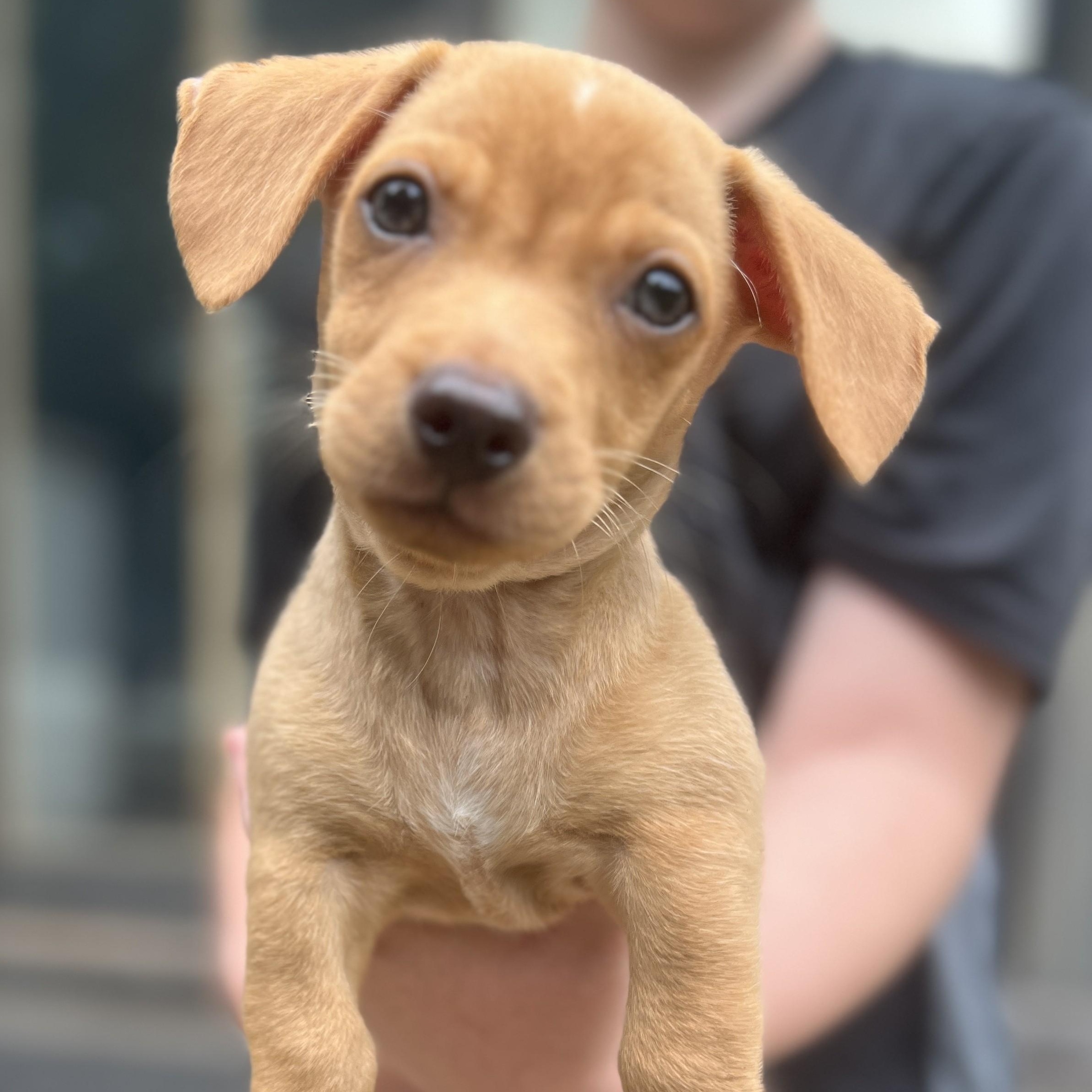 Simon, adopted, Puppy Male Dachshund & Chihuahua.