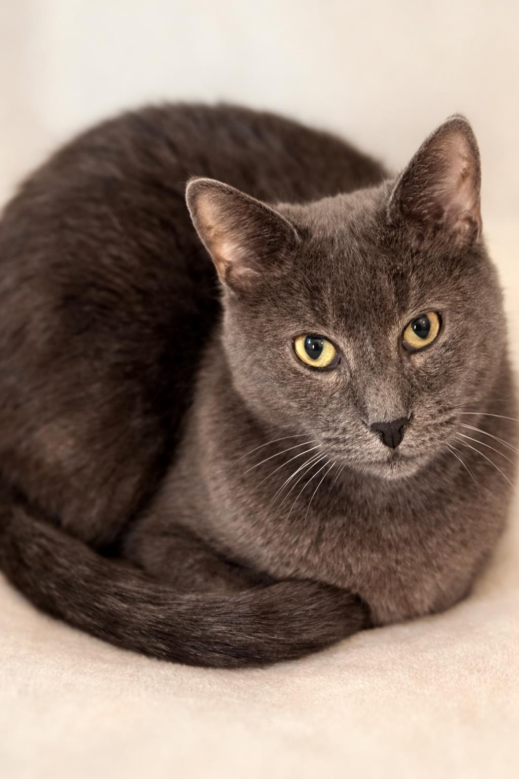 SASHIMI, ADOPTABLE, Adult Male Domestic Short Hair.