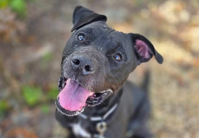 Enlarge KESHA, a Adoptable mixed breed in Ocala, FL image 1/1