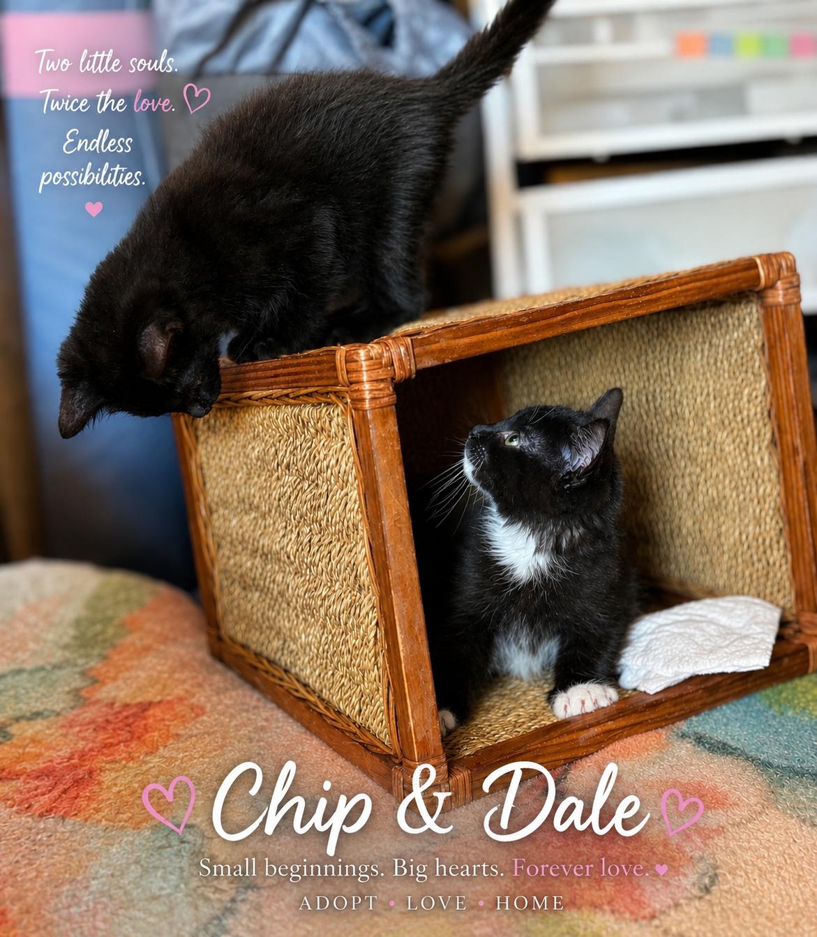 Enlarge Chip & Dale-Brothers and Best Buddies for Life, a ADOPTABLE Domestic Short Hair in Laurel, MD image 1/6