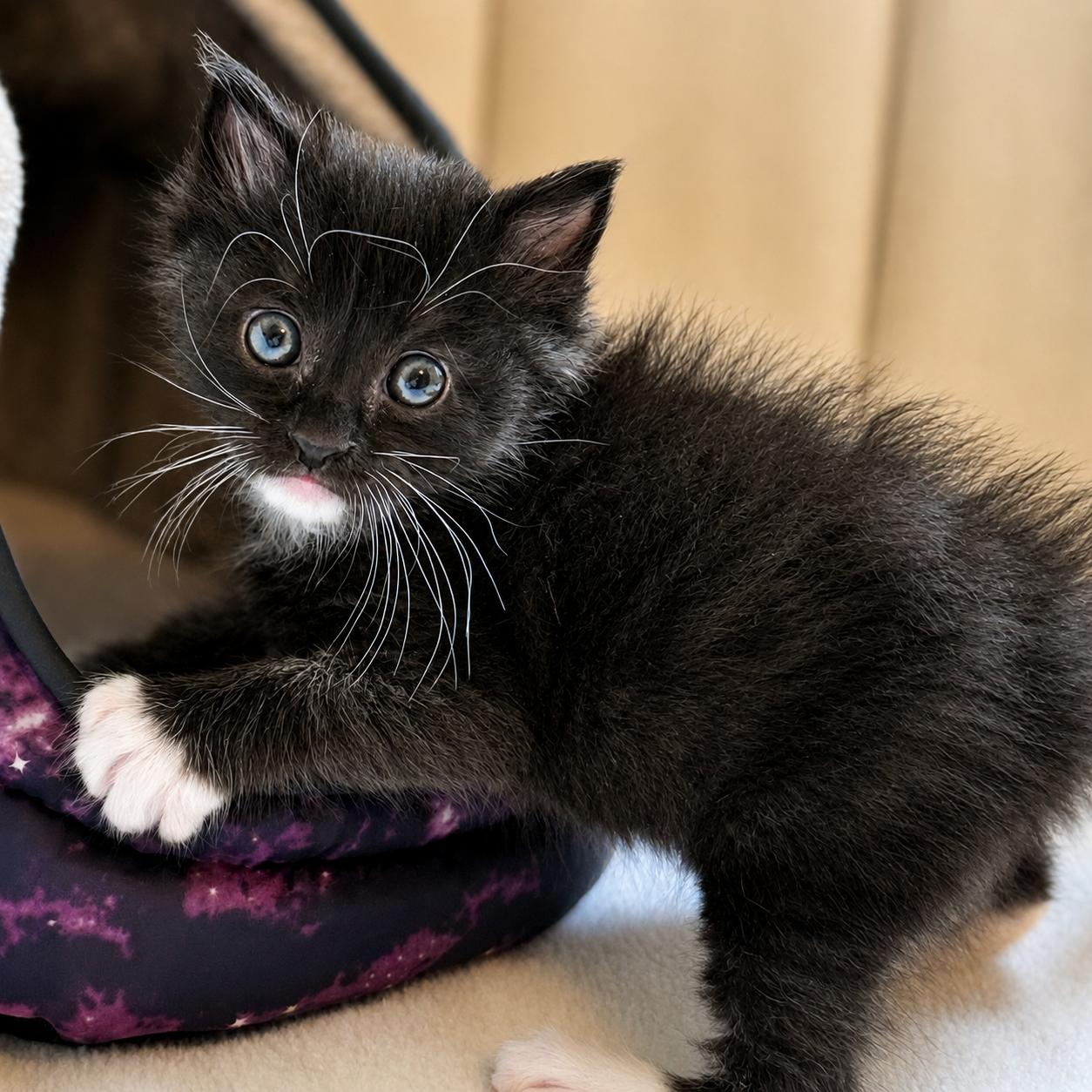 Enlarge Chip & Dale-Brothers and Best Buddies for Life, a ADOPTABLE Domestic Short Hair in Laurel, MD image 4/6