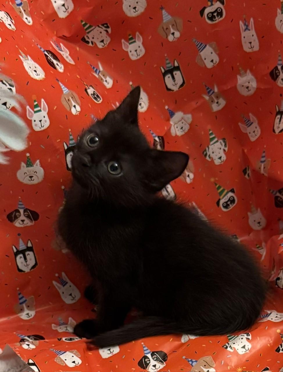 Enlarge Chip & Dale-Brothers and Best Buddies for Life, a ADOPTABLE Domestic Short Hair in Laurel, MD image 3/6