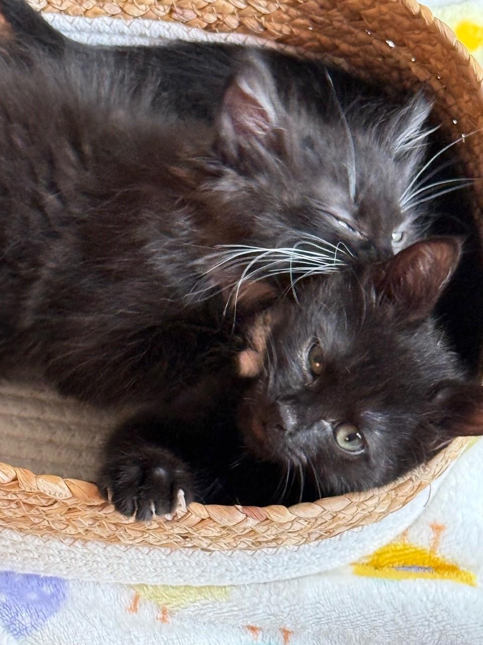 Enlarge Chip & Dale-Brothers and Best Buddies for Life, a ADOPTABLE Domestic Short Hair in Laurel, MD image 5/6