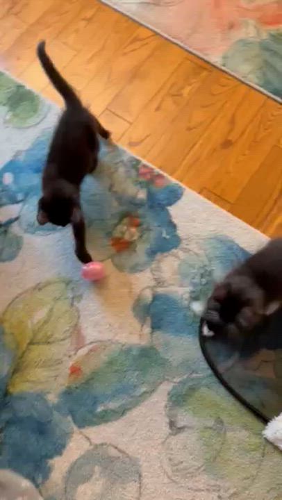 Enlarge Chip & Dale-Brothers and Best Buddies for Life, a ADOPTABLE Domestic Short Hair in Laurel, MD video 6/6
