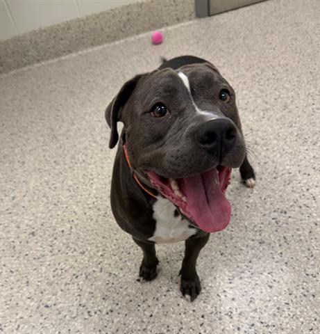 Enlarge ARLO, a Adoptable Pit Bull Terrier in Brighton, CO image 1/1