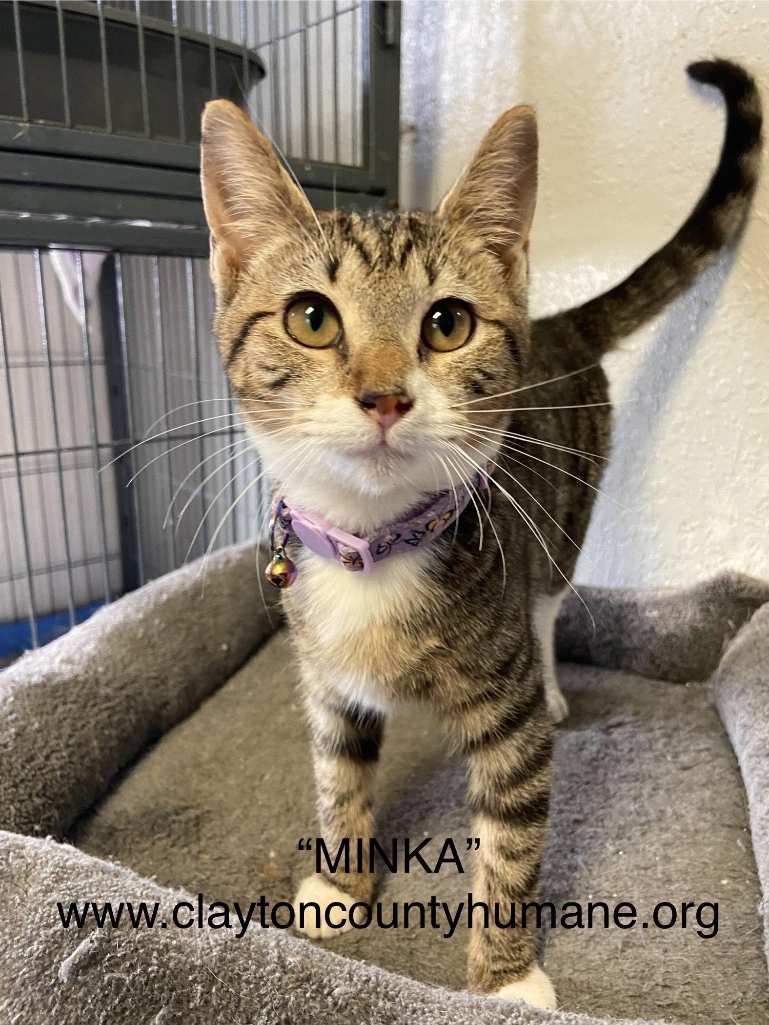 Enlarge Minka, a Adoptable Domestic Short Hair in Jonesboro, GA image 1/1