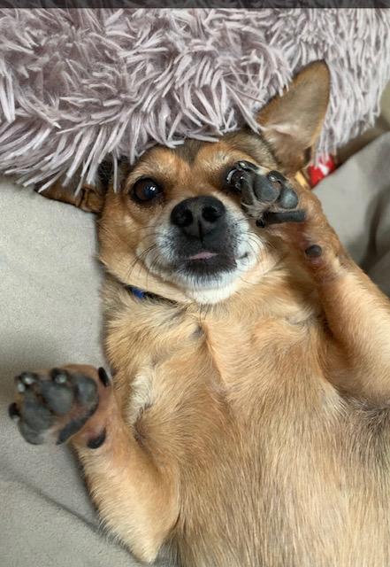 Jean Claude, a Adoptable Chihuahua in Wilmington, NC image 6/6