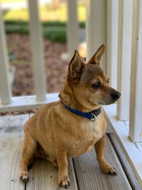 Jean Claude, a Adoptable Chihuahua in Wilmington, NC image 5/6