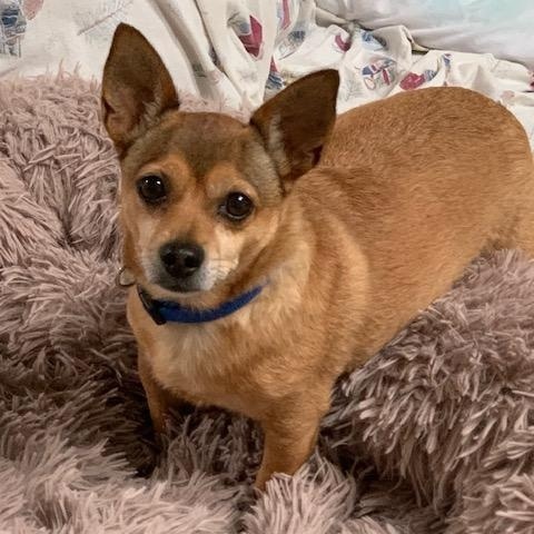 Jean Claude, a Adoptable Chihuahua in Wilmington, NC image 2/6