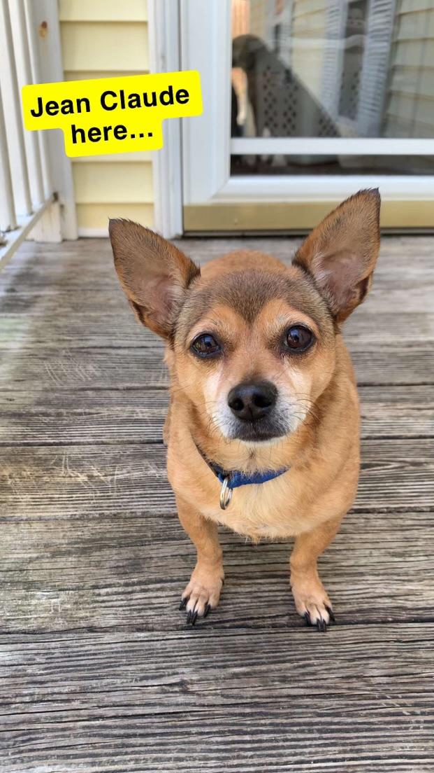Jean Claude, a Adoptable Chihuahua in Wilmington, NC image 1/6